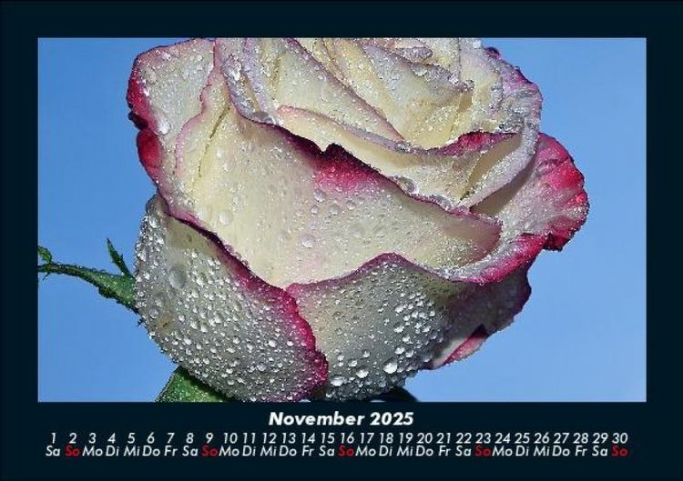 Produktbild: Rosen-Kalender 2025 Fotokalender DIN A5