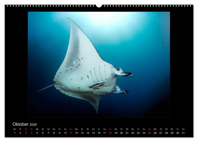 Produktbild: OCEAN - ART (hochwertiger Premium Wandkalender 2026 DIN A2 quer), Kunstdruck in Hochglanz