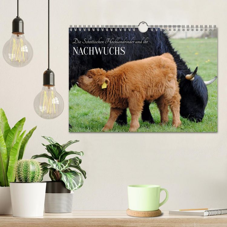 Produktbild: Die Schottischen Hochlandrinder und ihr Nachwuchs (Wandkalender 2026 DIN A4 quer), CALVENDO Monatskalender