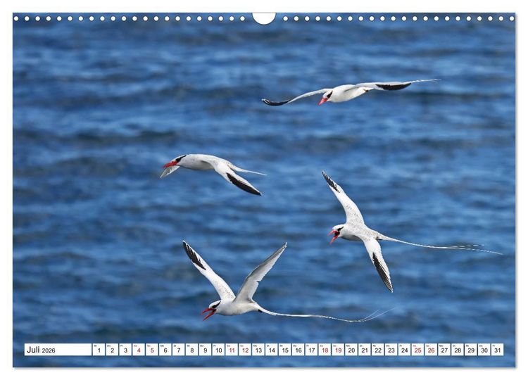 Produktbild: Gal&aacute;pagos - Die verwunschenen Inseln (Wandkalender 2026 DIN A3 quer), CALVENDO Monatskalender