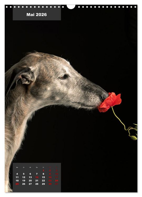 Produktbild: UNDERDOG - Windhundportraits (Wandkalender 2026 DIN A3 hoch), CALVENDO Monatskalender