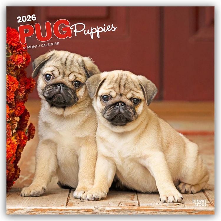 Produktbild: Pug Puppies – Mops Welpen 2026 – 16-Monatskalender