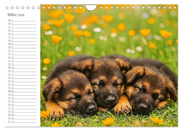 Produktbild: Sch&auml;ferhundliebe - Deine t&auml;gliche Dosis Welpenfreude &ndash; ganz ohne Gassi. (Wandkalender 2026 DIN A4 quer), CALVENDO Monatskalender