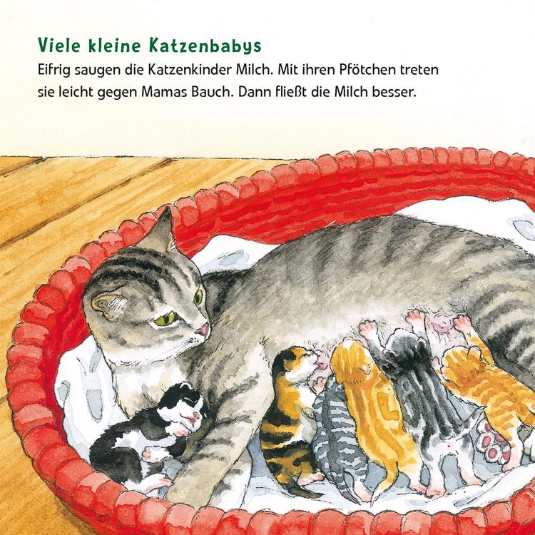 Produktbild: Maxi Pixi 463: Entdecke die Tierkinder