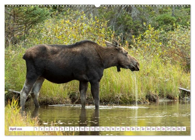 Produktbild: THE NORTHERN WOODLANDS MOOSE (Wall Calendar 2026 DIN A2 landscape), CALVENDO 12 Month Wall Calendar