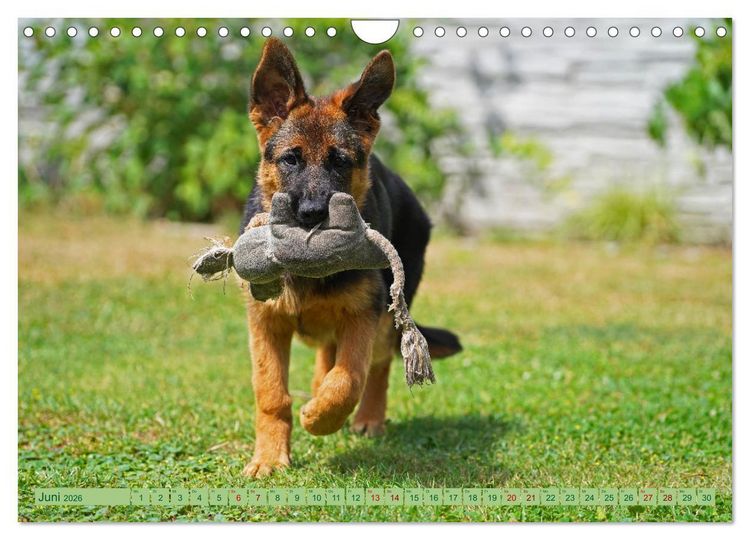 Produktbild: Faszination Sch&auml;ferhundwelpe (Wandkalender 2026 DIN A4 quer), CALVENDO Monatskalender
