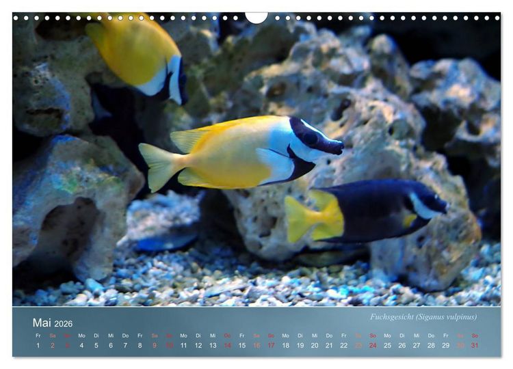 Produktbild: Bunte Riffbewohner - Fische, Anemonen und noch viel mehr (Wandkalender 2026 DIN A3 quer), CALVENDO Monatskalender