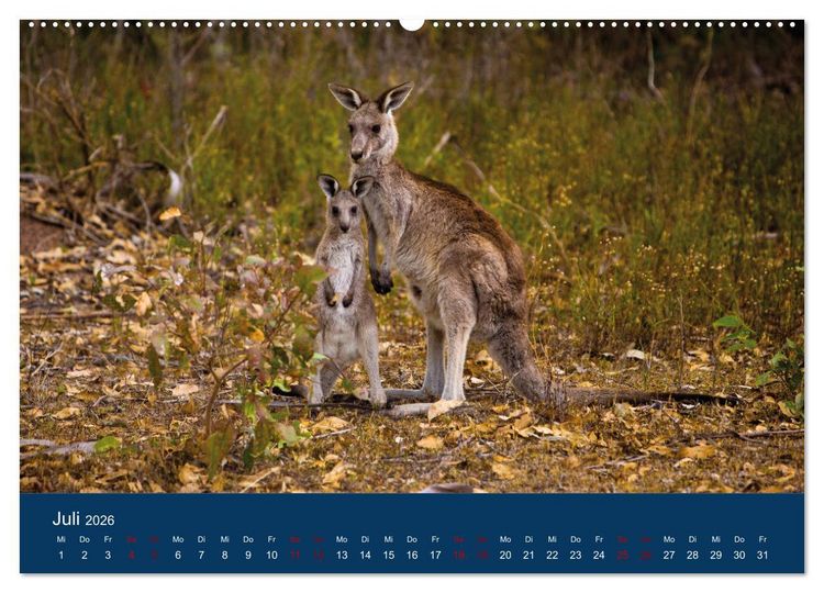 Produktbild: Freilebende K&auml;ngurus (hochwertiger Premium Wandkalender 2026 DIN A2 quer), Kunstdruck in Hochglanz