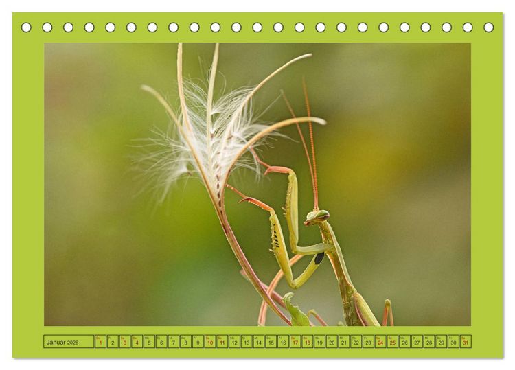 Produktbild: Die Gottesanbeterin Mantis Religiosa (Tischkalender 2026 DIN A5 quer), CALVENDO Monatskalender