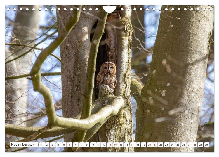 Produktbild: Wildtiere im M&uuml;ritz-Nationalpark (Wandkalender 2027 DIN A4 quer), CALVENDO Monatskalender
