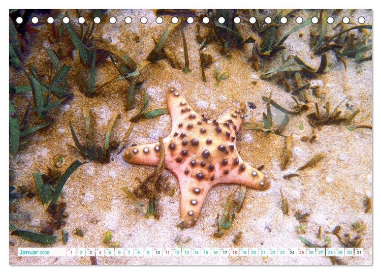 Produktbild: Seesterne - Kleine Wunder der Natur (Tischkalender 2026 DIN A5 quer), CALVENDO Monatskalender