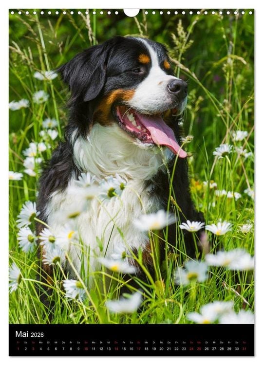 Produktbild: Berner Sennenhund 2026 (Wandkalender 2026 DIN A3 hoch), CALVENDO Monatskalender