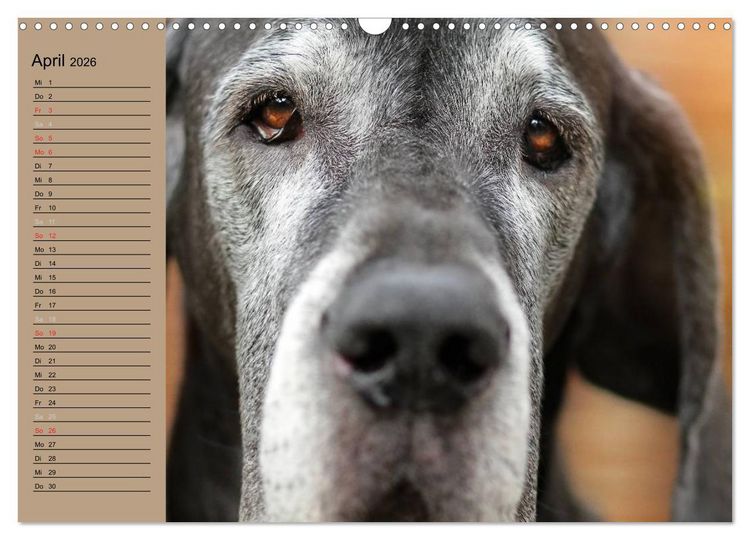 Produktbild: Deutsche Doggen - Sanfte Riesen (Wandkalender 2026 DIN A3 quer), CALVENDO Monatskalender