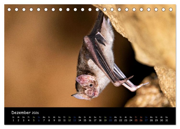 Produktbild: Flederm&auml;use - kleine Vampire (Tischkalender 2026 DIN A5 quer), CALVENDO Monatskalender