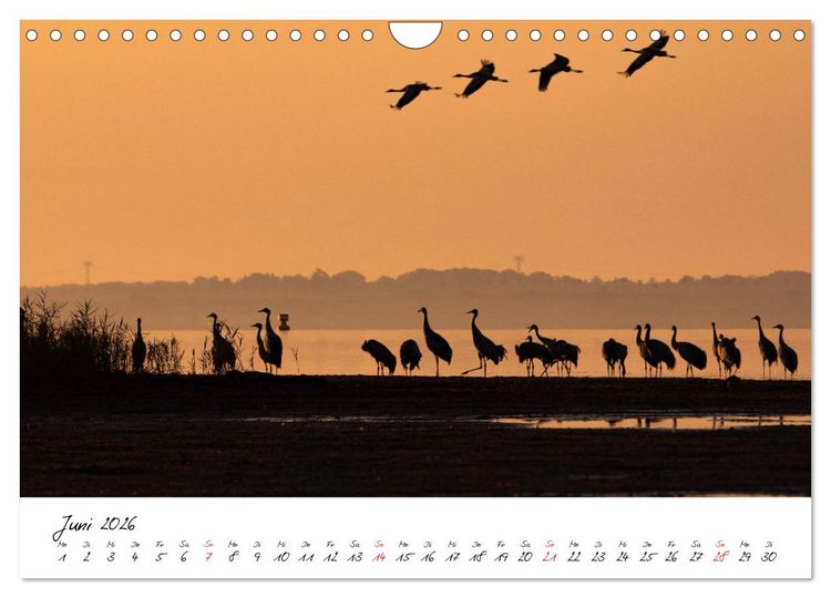 Produktbild: Kraniche am Schlafplatz - im Naturparadies der Mecklenburgischen Seenplatte (Wandkalender 2026 DIN A4 quer), CALVENDO Monatskalender