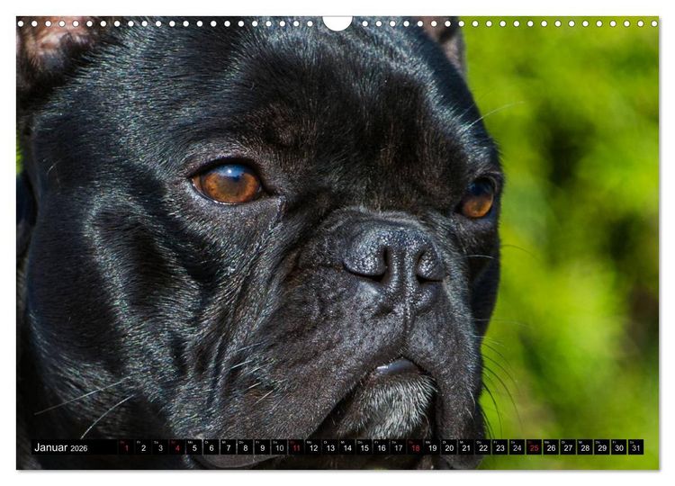 Produktbild: Franz&ouml;sische Bulldogge - Clown auf 4 Pfoten (Wandkalender 2026 DIN A3 quer), CALVENDO Monatskalender