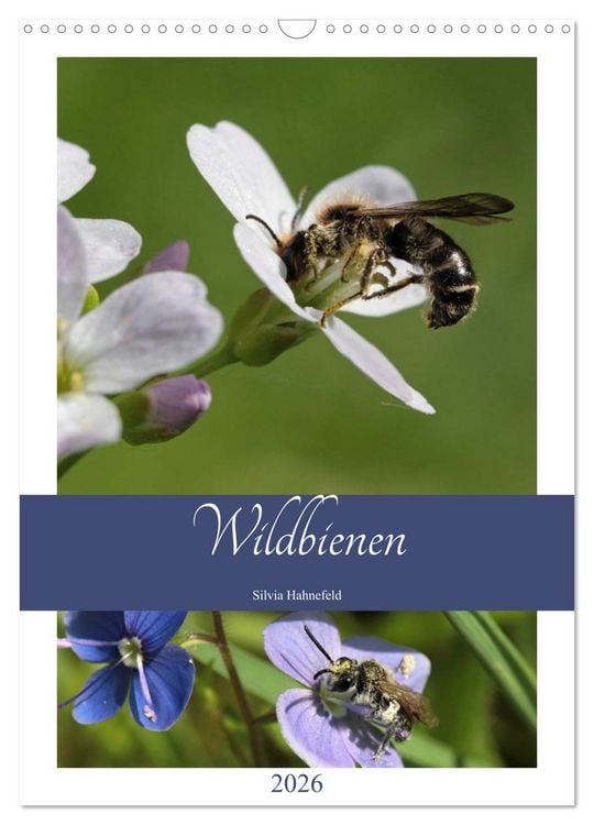 Produktbild: Wildbienen-Terminplaner 2026 (Wandkalender 2026 DIN A3 hoch), CALVENDO Monatskalender