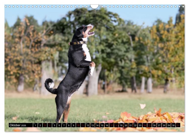 Produktbild: Appenzeller Sennenhunde - Fr&ouml;hliche Kameraden (Wandkalender 2026 DIN A3 quer), CALVENDO Monatskalender