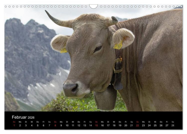 Produktbild: Gl&uuml;ckliches Rindvieh 2026 (Wandkalender 2026 DIN A3 quer), CALVENDO Monatskalender