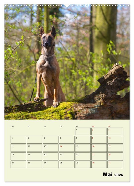 Produktbild: Malinois verl&auml;ssliche Begleiter (hochwertiger Premium Wandkalender 2026 DIN A2 hoch), Kunstdruck in Hochglanz