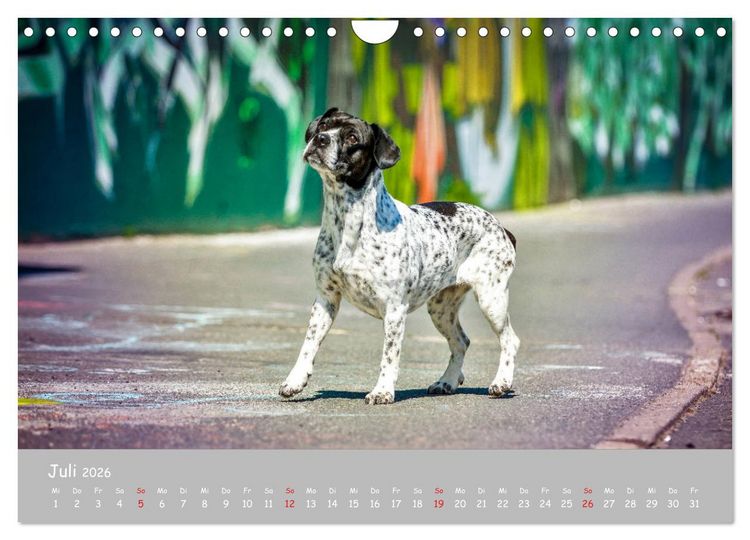 Produktbild: Hunde und Graffiti (Wandkalender 2026 DIN A4 quer), CALVENDO Monatskalender