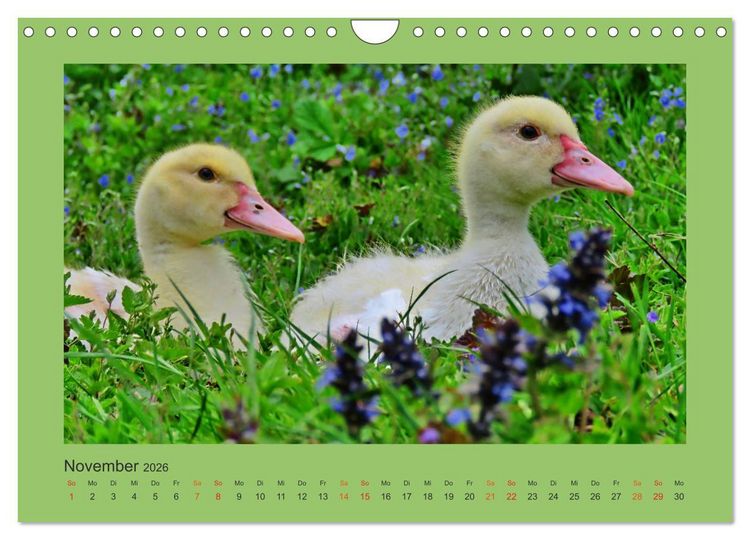 Produktbild: Wer schnattert und gackert denn da? - K&uuml;ken-Edition (Wandkalender 2026 DIN A4 quer), CALVENDO Monatskalender