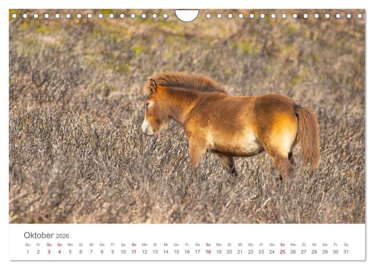 Produktbild: Exmoor Ponnys - Die letzten Ihrer Art (Wandkalender 2026 DIN A4 quer), CALVENDO Monatskalender