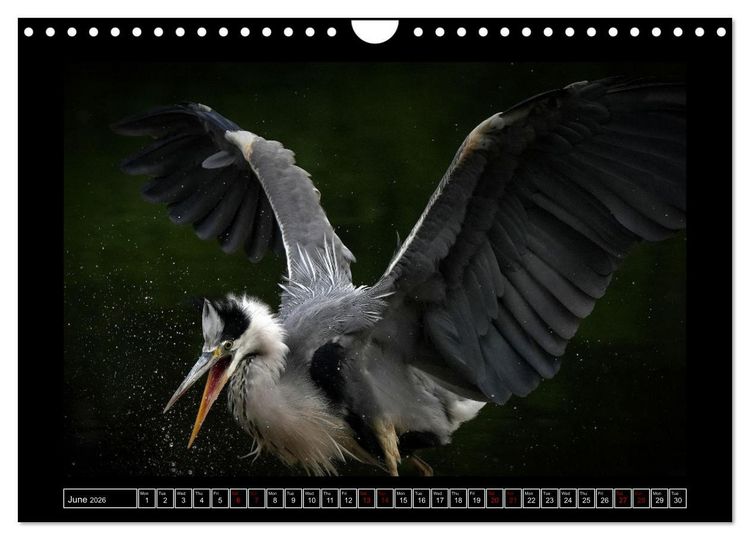 Produktbild: Denis, M: Heron parade (Wall Calendar 2026 DIN A4 landscape)