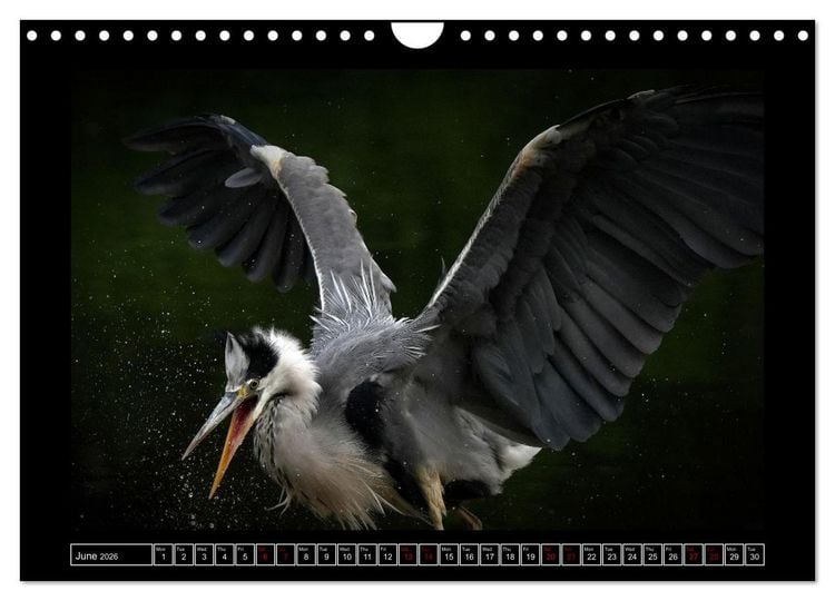 Produktbild: The heron parade (Wall Calendar 2026 DIN A4 landscape), CALVENDO 12 Month Wall Calendar