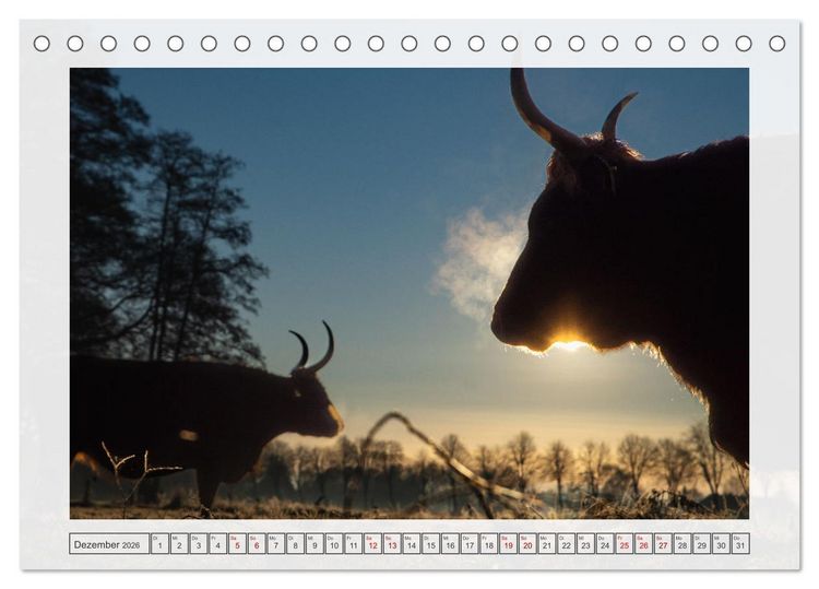 Produktbild: Naturpark D&uuml;mmer (Tischkalender 2026 DIN A5 quer), CALVENDO Monatskalender