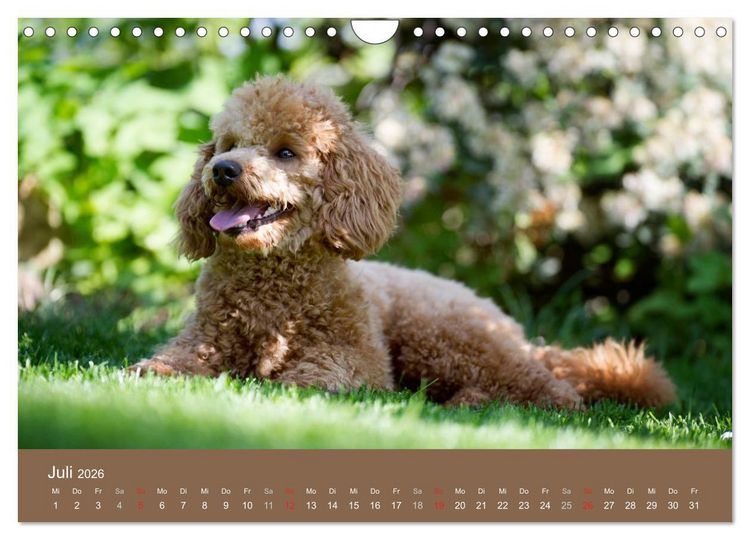 Produktbild: Pudel (Wandkalender 2026 DIN A4 quer), CALVENDO Monatskalender