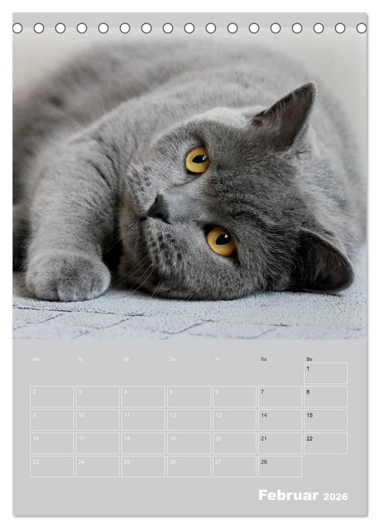 Produktbild: Graue Engel - Britischkurzhaar-Katzen (Tischkalender 2026 DIN A5 hoch), CALVENDO Monatskalender