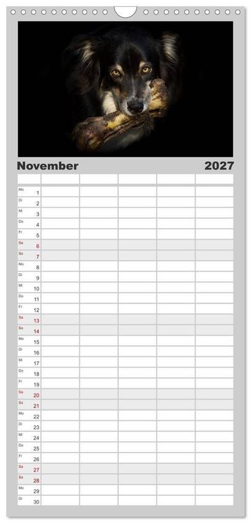 Produktbild: Familienplaner 2027 - Australian Shepherd - Traum auf vier Pfoten mit 5 Spalten (Wandkalender, 21 x 45 cm) CALVENDO