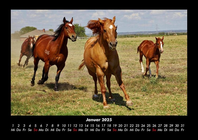 Produktbild: Die Welt der Pferde 2025 Fotokalender DIN A3