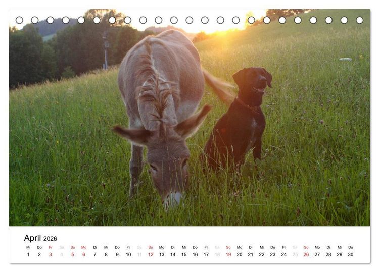 Produktbild: Bauernhoftiere (Tischkalender 2026 DIN A5 quer), CALVENDO Monatskalender