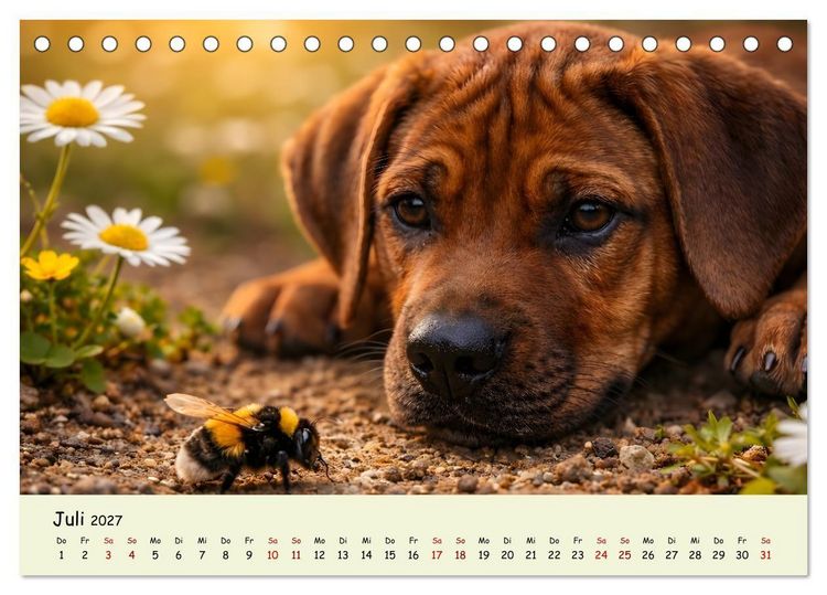 Produktbild: Rhodesian Ridgeback - Welpenzauber (Tischkalender 2027 DIN A5 quer), CALVENDO Monatskalender