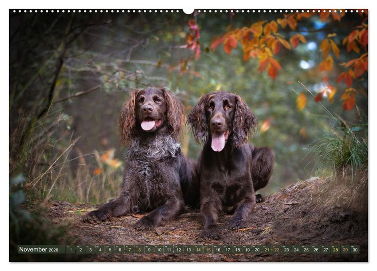 Produktbild: Jagdhund im Portrait - Deutsch Langhaar (Wandkalender 2026 DIN A2 quer), CALVENDO Monatskalender