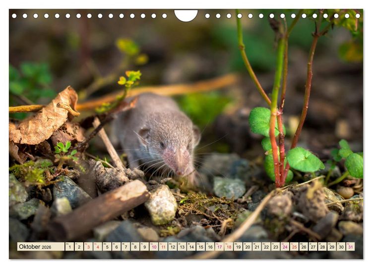 Produktbild: Kleiner Nager - Maus (Wandkalender 2026 DIN A4 quer), CALVENDO Monatskalender