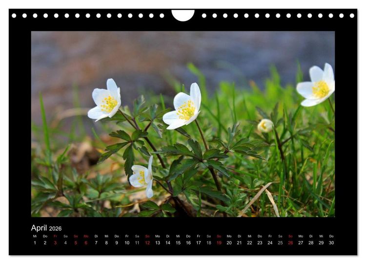 Produktbild: Landschaft Teufelsmoor / 2026 (Wandkalender 2026 DIN A4 quer), CALVENDO Monatskalender