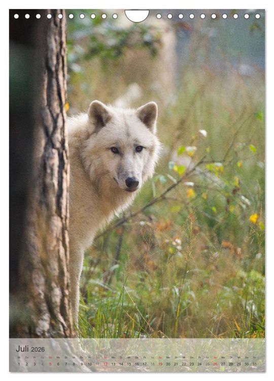 Produktbild: Emotionale Momente: Der Wolf. (Wandkalender 2026 DIN A4 hoch), CALVENDO Monatskalender