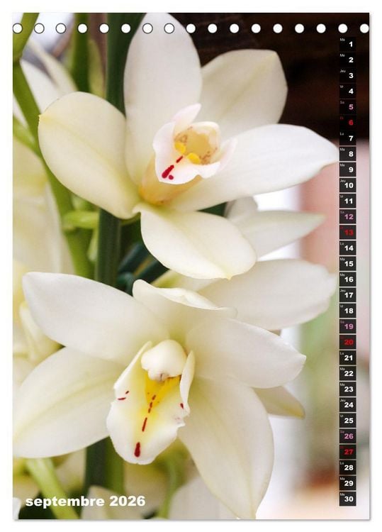 Produktbild: Miracle floral l'orchid&eacute;e (Calendrier de bureau 2026 DIN A5 horizontal), CALVENDO calendrier mensuel