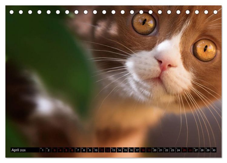 Produktbild: Niedliche BKH Katzenkinder (Tischkalender 2026 DIN A5 quer), CALVENDO Monatskalender