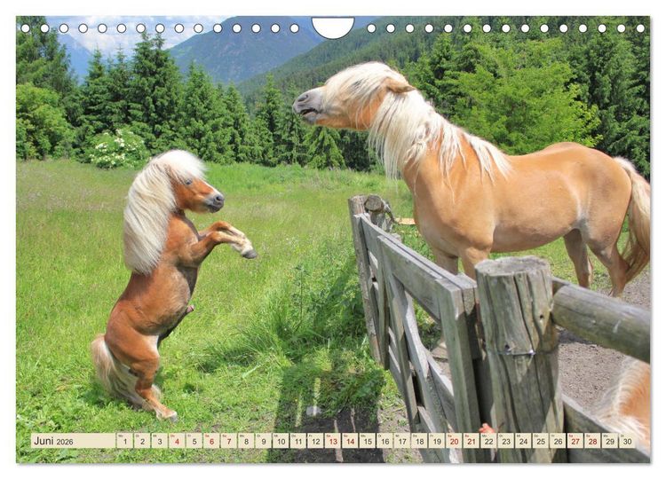 Produktbild: Tiroler Langm&auml;hnen (Wandkalender 2026 DIN A4 quer), CALVENDO Monatskalender