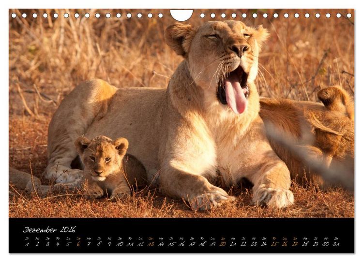 Produktbild: Wilde L&ouml;wen (Wandkalender 2026 DIN A4 quer), CALVENDO Monatskalender