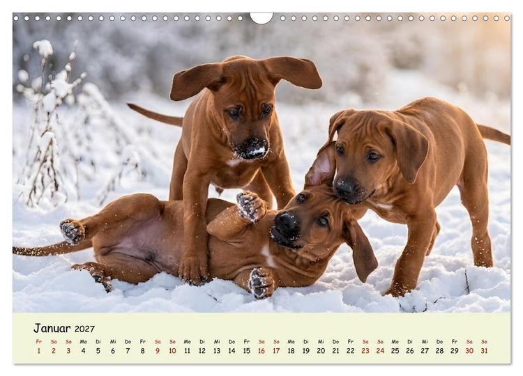 Produktbild: Rhodesian Ridgeback - Welpenzauber (Wandkalender 2027 DIN A3 quer), CALVENDO Monatskalender