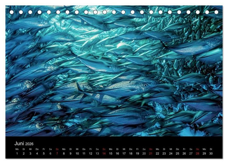 Produktbild: Fischschw&auml;rme (Tischkalender 2026 DIN A5 quer), CALVENDO Monatskalender