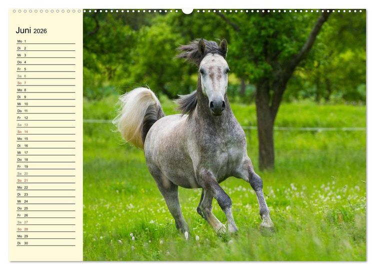 Produktbild: Traumpferd Lipizzaner (Wandkalender 2026 DIN A2 quer), CALVENDO Monatskalender