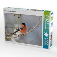 Produktbild: CALVENDO Puzzle Gimpel (Pyrrhula pyrrhula) | 1000 Teile Lege-Gr&ouml;&szlig;e 64x48cm Foto-Puzzle f&uuml;r gl&uuml;ckliche Stunden