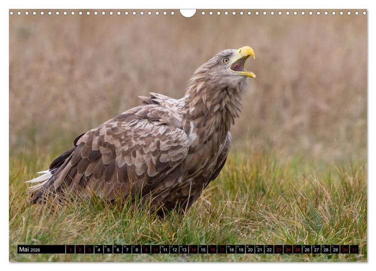 Produktbild: Seeadler in Polen (Wandkalender 2026 DIN A3 quer), CALVENDO Monatskalender