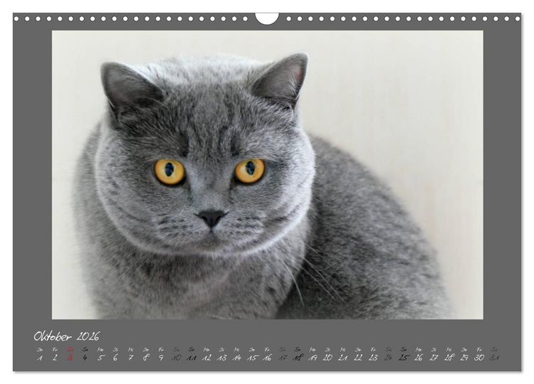 Produktbild: GRAUE ENGEL Britischkurzhaar-Katzen (Wandkalender 2026 DIN A3 quer), CALVENDO Monatskalender
